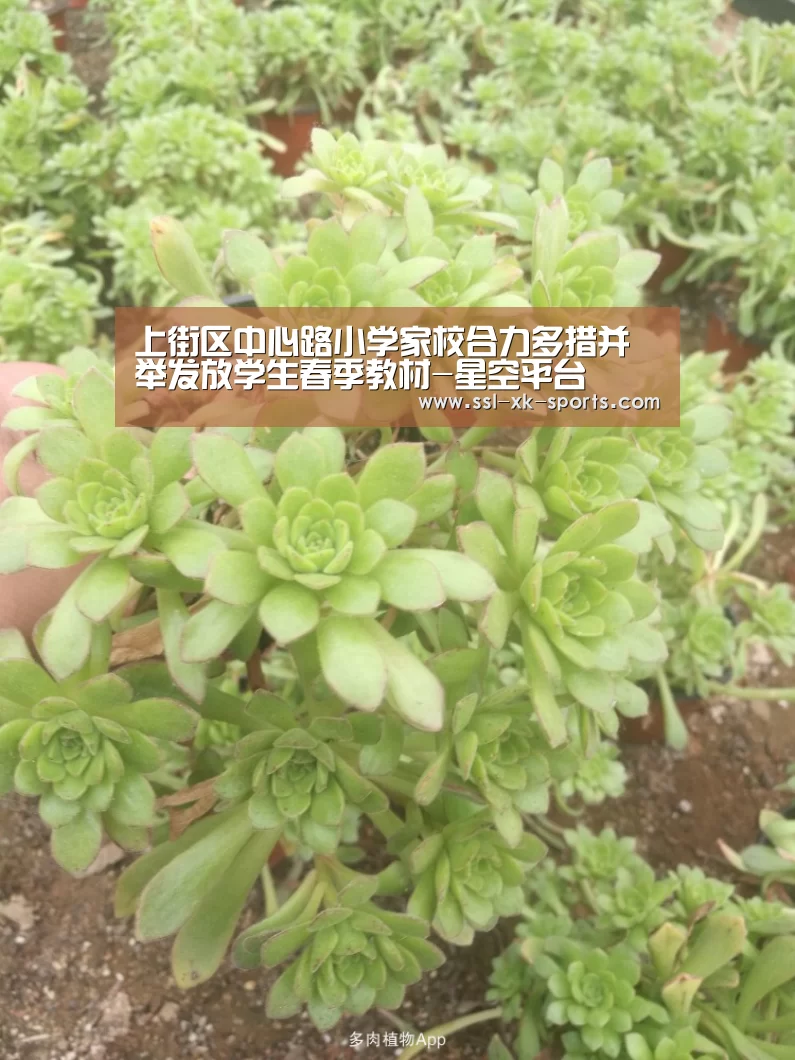 星空体育直播